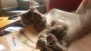 tumblr_n7dvtoP6Ks1rnni3xo1_500