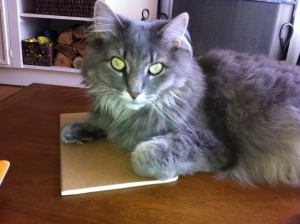 1151048_10151837208843179_1798638248_n