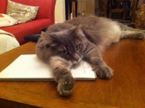 1176166_10151912312898179_1765020211_n (1)