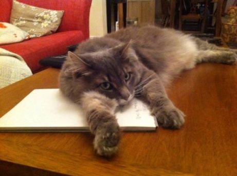 1176166_10151912312898179_1765020211_n (1)