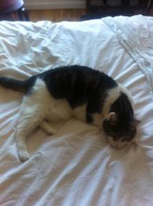 556522_10151932401073179_569873538_n