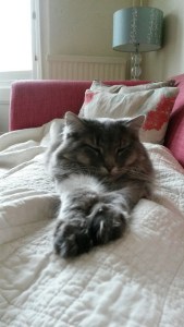 Lyra, the borrowed cat. 