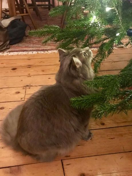 25552266_10156030509303179_1847848961537916282_n